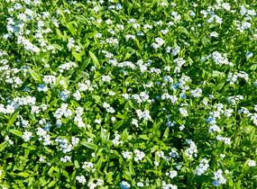 Pomněnka bahenní - Myosotis palustris