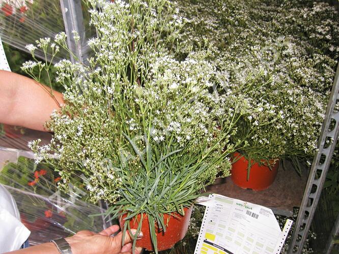 Šater latnatý 'Schneeflocke' - Gypsophila paniculata 'Schneeflocke'