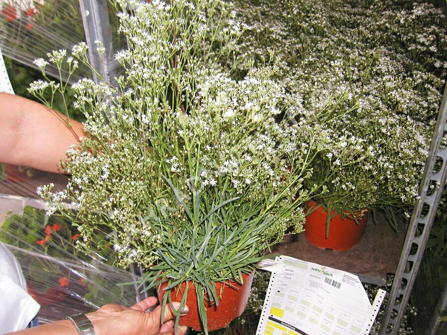 Šater latnatý 'Schneeflocke' - Gypsophila paniculata 'Schneeflocke'