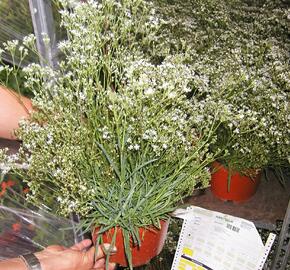 Šater latnatý 'Schneeflocke' - Gypsophila paniculata 'Schneeflocke'