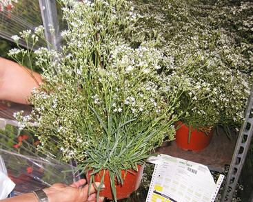 Šater latnatý 'Schneeflocke'