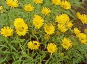 Volské oko vrbolisté - Buphthalmum salicifolium