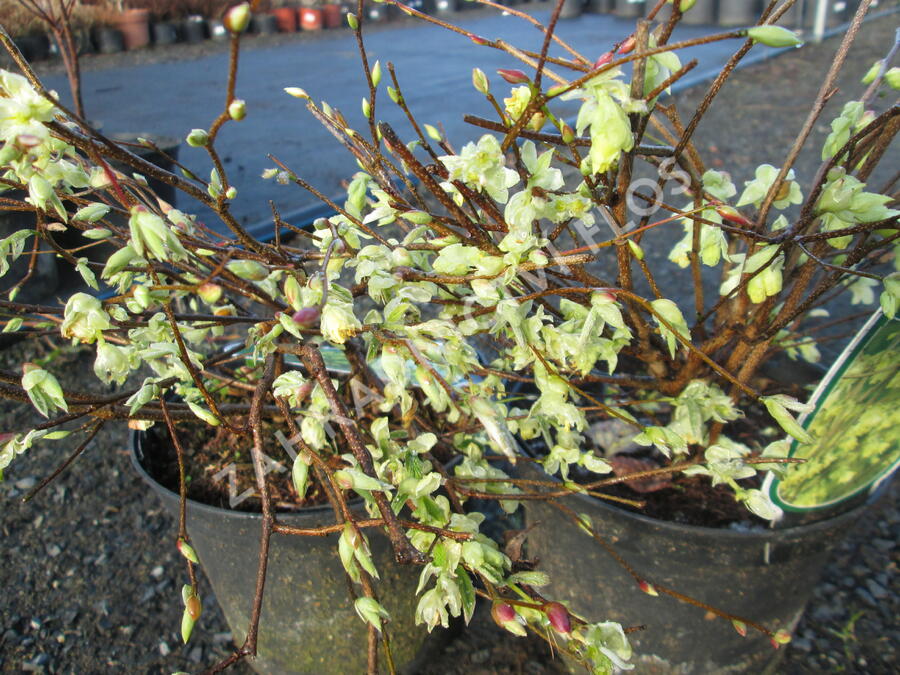 Lískovníček chudokvětý - Corylopsis pauciflora