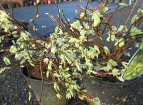 Lískovníček chudokvětý - Corylopsis pauciflora