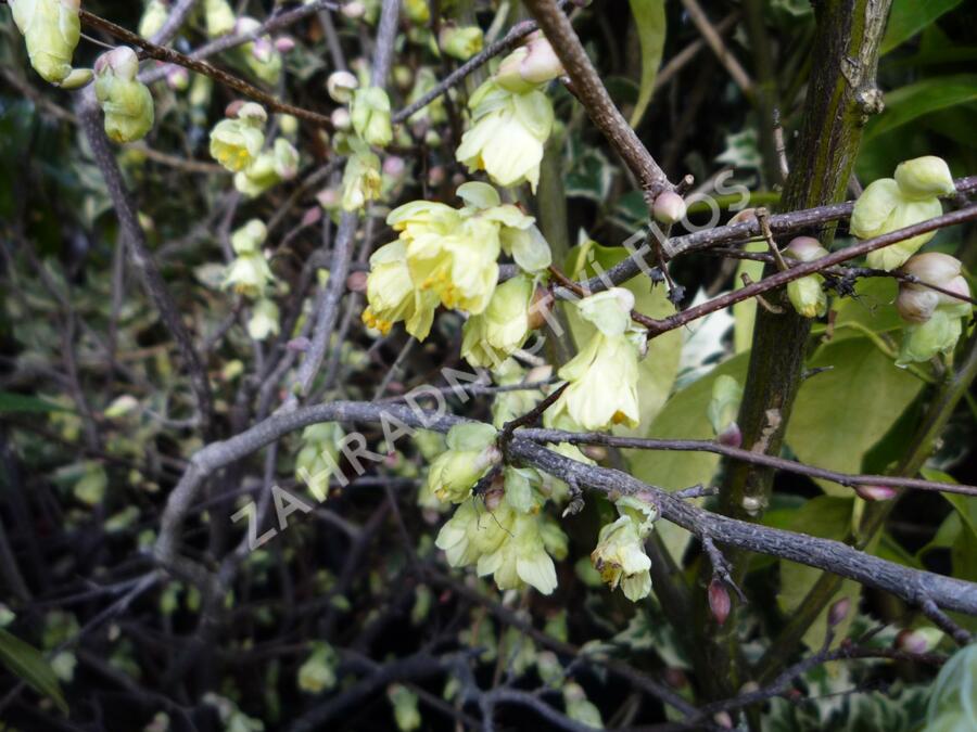 Lískovníček chudokvětý - Corylopsis pauciflora