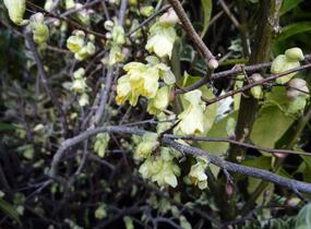 Lískovníček chudokvětý - Corylopsis pauciflora