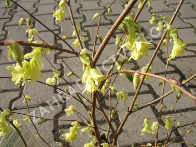 Lískovníček chudokvětý - Corylopsis pauciflora