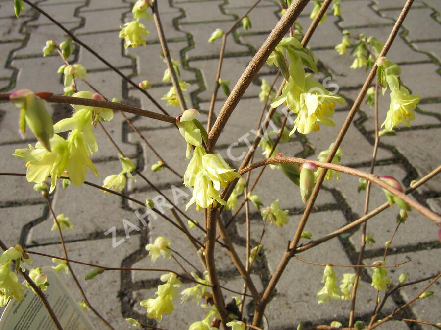Lískovníček chudokvětý - Corylopsis pauciflora