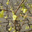 Lískovníček chudokvětý - Corylopsis pauciflora