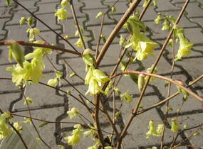Lískovníček chudokvětý - Corylopsis pauciflora