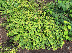 Lískovníček chudokvětý - Corylopsis pauciflora