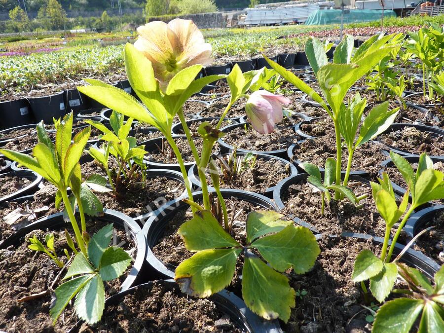Čemeřice východní 'New Hybrids' - Helleborus orientalis 'New Hybrids'