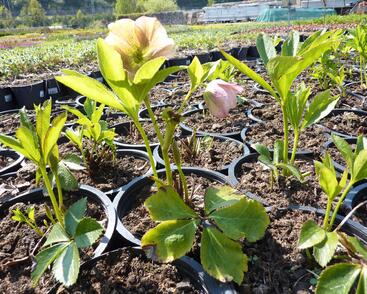 Čemeřice východní 'New Hybrids'