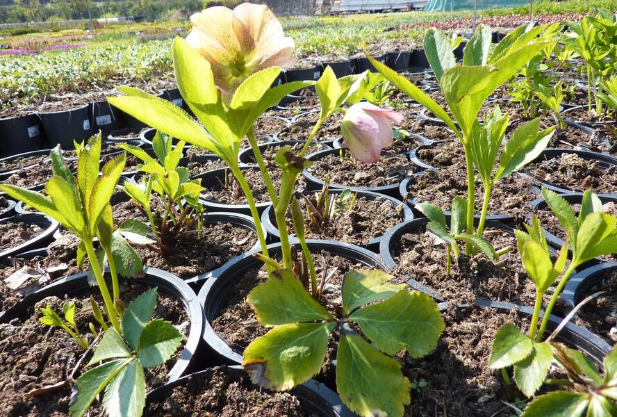 Čemeřice východní 'New Hybrids' - Helleborus orientalis 'New Hybrids'