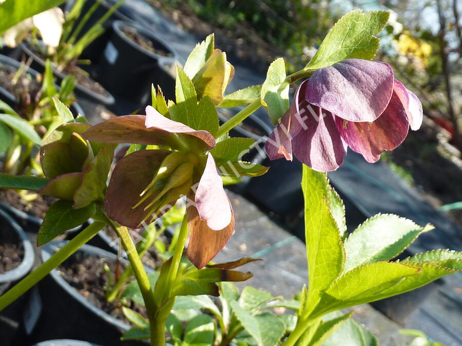 Čemeřice východní 'New Hybrids' - Helleborus orientalis 'New Hybrids'