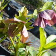 Čemeřice východní 'New Hybrids' - Helleborus orientalis 'New Hybrids'