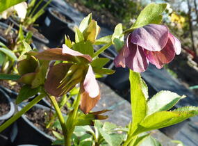 Čemeřice východní 'New Hybrids' - Helleborus orientalis 'New Hybrids'