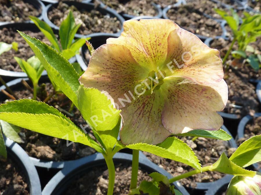 Čemeřice východní 'New Hybrids' - Helleborus orientalis 'New Hybrids'