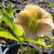 Čemeřice východní 'New Hybrids' - Helleborus orientalis 'New Hybrids'