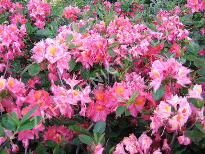 Azalka 'Berryrose' - Azalea (KH) 'Berryrose'