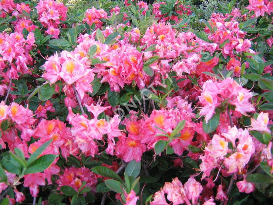 Azalka 'Berryrose' - Azalea (KH) 'Berryrose'