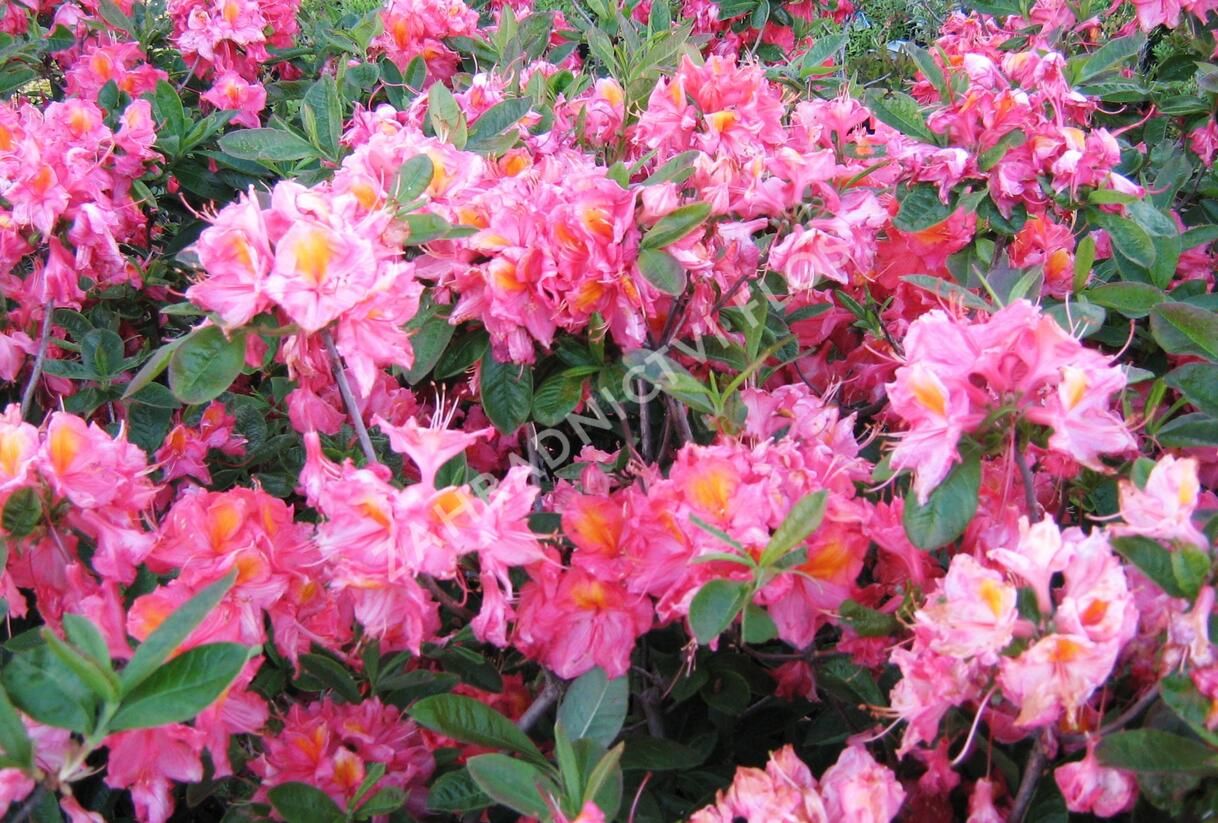 Azalka 'Berryrose' - Azalea (KH) 'Berryrose'