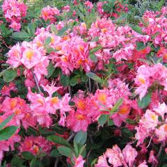 Azalka 'Berryrose' - Azalea (KH) 'Berryrose'