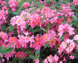 Azalka 'Berryrose'