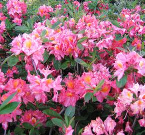 Azalka 'Berryrose' - Azalea (KH) 'Berryrose'