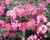 Azalka 'Berryrose'