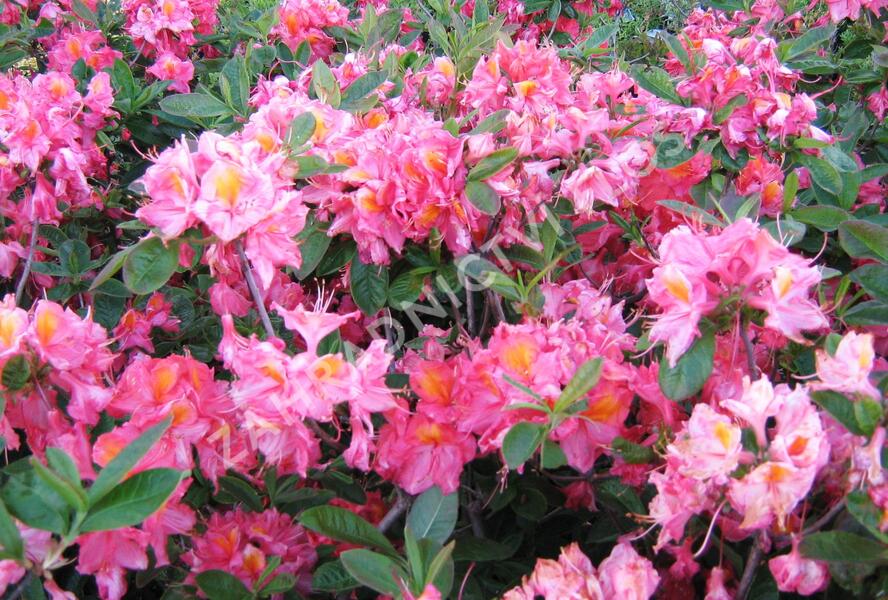 Azalka 'Berryrose' - Azalea (KH) 'Berryrose'