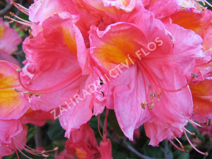 Azalka 'Berryrose' - Azalea (KH) 'Berryrose'