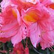 Azalka 'Berryrose' - Azalea (KH) 'Berryrose'