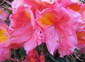 Azalka 'Berryrose' - Azalea (KH) 'Berryrose'