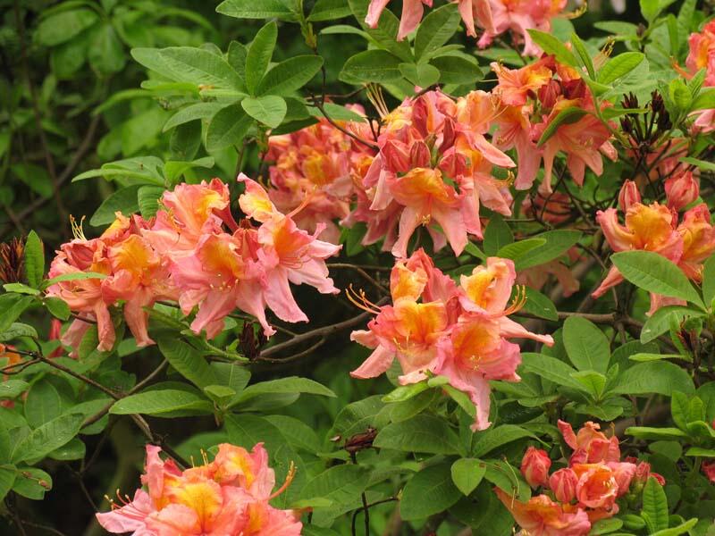 Azalka 'Berryrose' - Azalea (KH) 'Berryrose'
