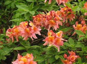 Azalka 'Berryrose' - Azalea (KH) 'Berryrose'