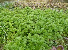 Oměj Carmichaelův 'Arendsii' - Aconitum carmichaelii 'Arendsii'