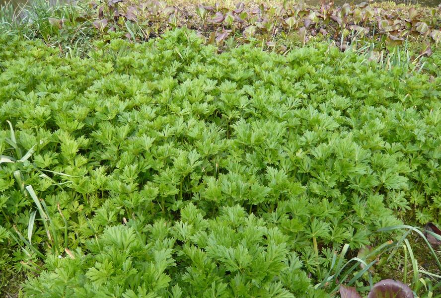 Oměj Carmichaelův 'Arendsii' - Aconitum carmichaelii 'Arendsii'