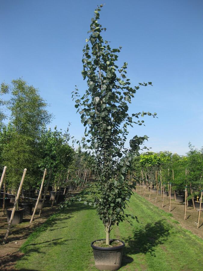Topol osika 'Erecta' - Populus tremula 'Erecta'