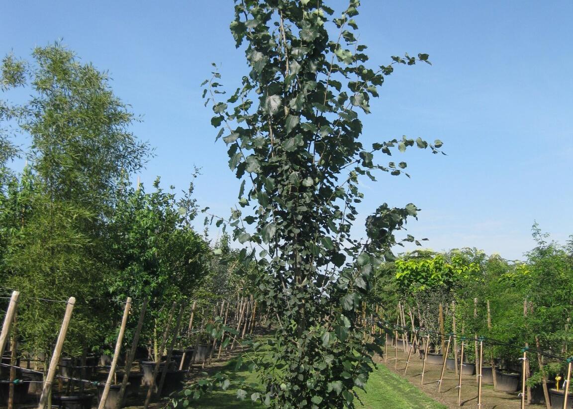 Topol osika 'Erecta' - Populus tremula 'Erecta'