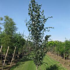 Topol osika 'Erecta' - Populus tremula 'Erecta'