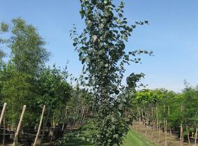 Topol osika 'Erecta' - Populus tremula 'Erecta'