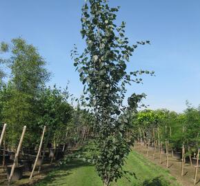 Topol osika 'Erecta'