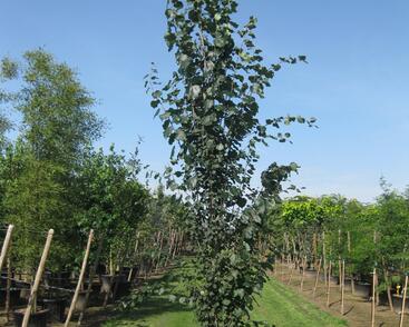 Topol osika 'Erecta'