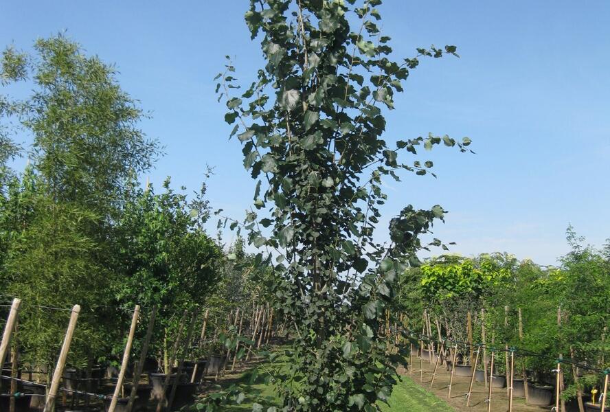 Topol osika 'Erecta' - Populus tremula 'Erecta'