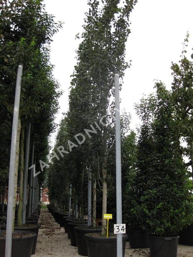 Topol osika 'Erecta' - Populus tremula 'Erecta'