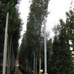 Topol osika 'Erecta' - Populus tremula 'Erecta'