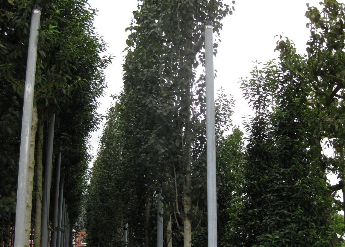 Topol osika 'Erecta' - Populus tremula 'Erecta'