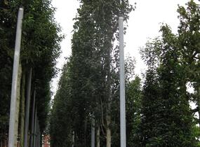 Topol osika 'Erecta' - Populus tremula 'Erecta'