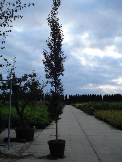 Topol osika 'Erecta' - Populus tremula 'Erecta'